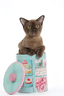 Biscuit: Cat
