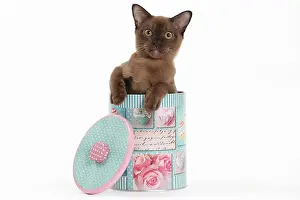 Biscuit: Cat
