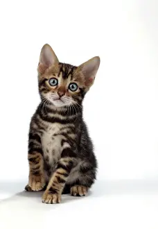 Exressions: CAT. Brown Marble blue-eyed Bengal kitten - 6 weeks old