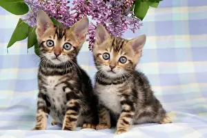 Exressions: CAT. Brown Marble blue-eyed Bengal kittens - 6