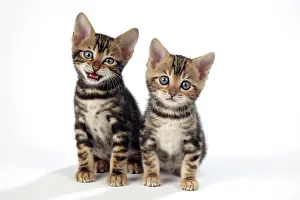 Exressions: CAT. Brown Marble blue-eyed Bengal kittens - 6 weeks old