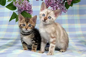 Exressions: CAT. Brown Marble & Snow Marble blue-eyed Bengal