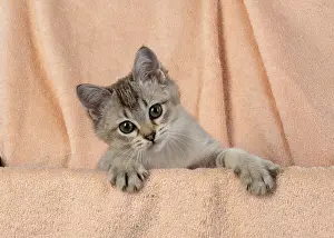 Burmillas: CAT, brown silver Burmilla