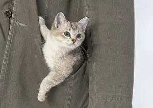Pocket: CAT, brown silver Burmilla