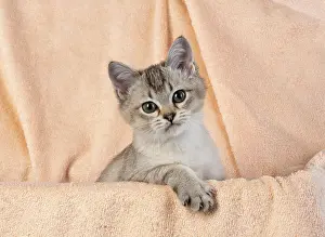 Cocked: CAT, brown silver Burmilla