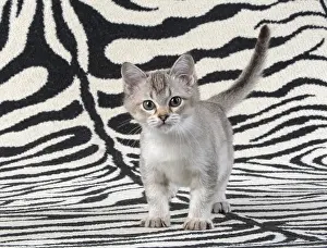 Burmillas: CAT. brown silver Burmilla kitten, on zebra rug