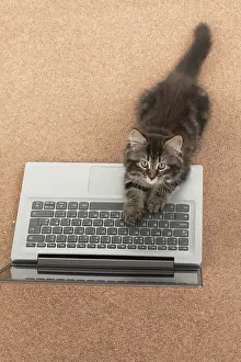 Laptop: CAT. brown tabby Kitten ( 10 weeks old ) laying