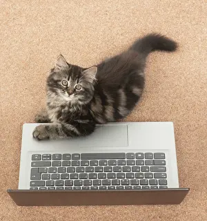 Laptop: CAT. brown tabby Kitten ( 10 weeks old ) laying