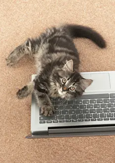 Laptop: CAT. brown tabby Kitten ( 10 weeks old ) laying