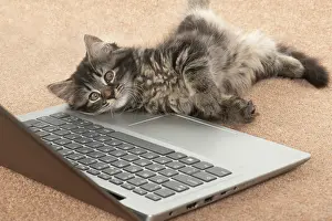 Laptop: CAT. brown tabby Kitten ( 10 weeks old ) laying