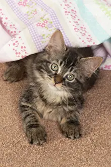 Sheet: CAT. brown tabby Kitten ( 10 weeks old ) laying