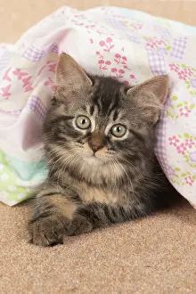 Sheet: CAT. brown tabby Kitten ( 10 weeks old ) laying