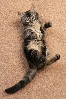 Carpet: CAT. brown tabby Kitten ( 10 weeks old ) laying