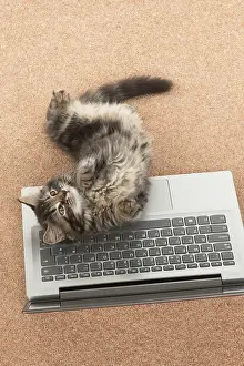 Laptop: CAT. brown tabby Kitten ( 10 weeks old ) laying