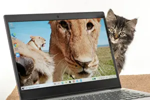 Laptop: CAT. brown tabby Kitten ( 10 weeks old ) looking