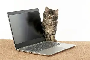Laptop: CAT. brown tabby Kitten ( 10 weeks old ) looking