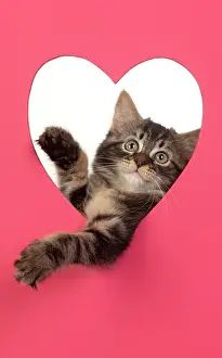 Leaning: CAT. brown tabby Kitten ( 10 weeks old ) looking