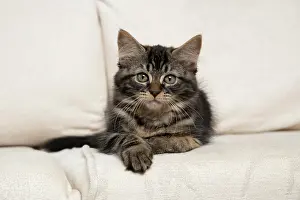 030920: CAT. Brown tabby kitten ( 12 weeks old ) laying