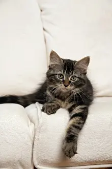 030920: CAT. Brown tabby kitten ( 12 weeks old ) laying