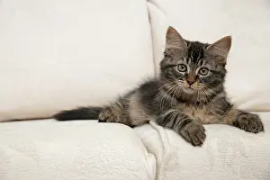 030920: CAT. Brown tabby kitten ( 12 weeks old ) laying