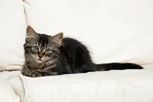 Sofa: CAT. Brown tabby kitten ( 12 weeks old ) laying