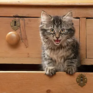 Drawers: CAT. Brown tabby kitten ( 12 weeks old ) sitting