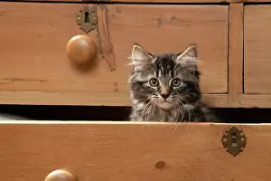 Drawers: CAT. Brown tabby kitten ( 12 weeks old ) sitting