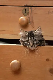 Drawers: CAT. Brown tabby kitten ( 12 weeks old ) sitting