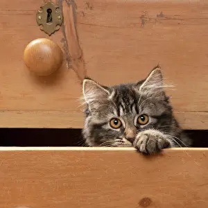 Drawers: CAT. Brown tabby kitten ( 12 weeks old ) sitting