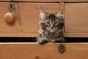 Drawers: CAT. Brown tabby kitten ( 12 weeks old ) sitting