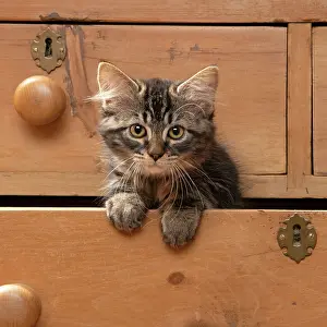 Drawers: CAT. Brown tabby kitten ( 12 weeks old ) sitting