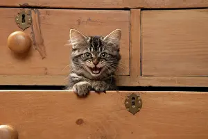 Drawers: CAT. Brown tabby kitten ( 12 weeks old ) sitting