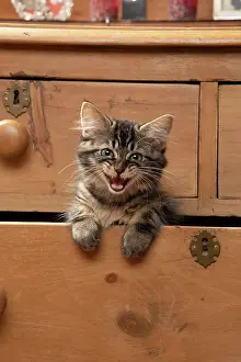 Drawers: CAT. Brown tabby kitten ( 12 weeks old ) sitting