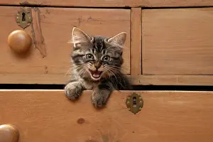 Drawers: CAT. Brown tabby kitten ( 12 weeks old ) sitting
