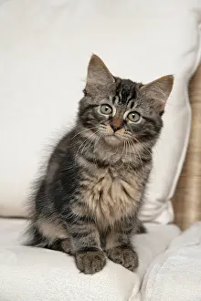 030920: CAT. Brown tabby kitten ( 12 weeks old ) sitting
