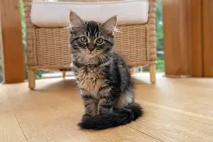Room: CAT. Brown tabby kitten ( 12 weeks old ) sitting