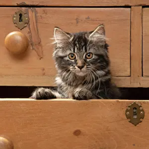 Drawers: CAT. Brown tabby kitten ( 12 weeks old ) sitting