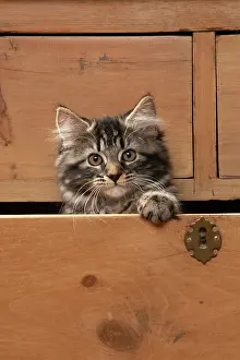Drawers: CAT. Brown tabby kitten ( 12 weeks old ) sitting
