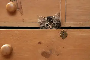 Drawers: CAT. Brown tabby kitten ( 12 weeks old ) sitting