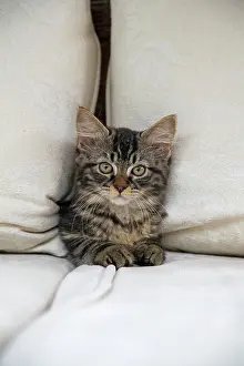 030920: CAT. Brown tabby kitten ( 12 weeks old ) squeezing