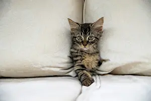 030920: CAT. Brown tabby kitten ( 12 weeks old ) squeezing