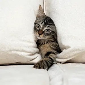 030920: CAT. Brown tabby kitten ( 12 weeks old ) squeezing