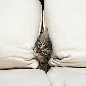 030920: CAT. Brown tabby kitten ( 12 weeks old ) squeezing