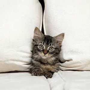 030920: CAT. Brown tabby kitten ( 12 weeks old ) squeezing