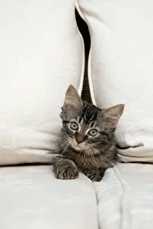 Sofa: CAT. Brown tabby kitten ( 12 weeks old ) squeezing