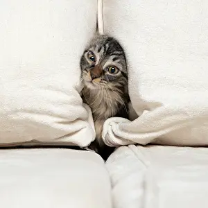 Sofa: CAT. Brown tabby kitten ( 12 weeks old ) squeezing
