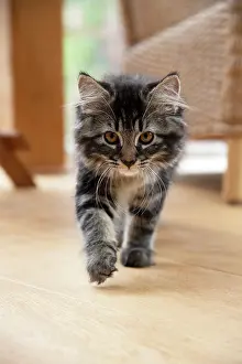 030920: CAT. Brown tabby kitten ( 12 weeks old ) walking