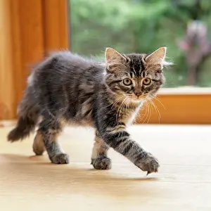 030920: CAT. Brown tabby kitten ( 12 weeks old ) walking