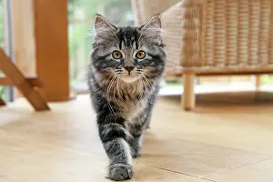 030920: CAT. Brown tabby kitten ( 12 weeks old ) walking