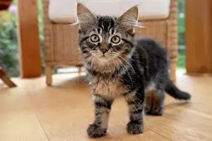 030920: CAT. Brown tabby kitten ( 12 weeks old ) walking